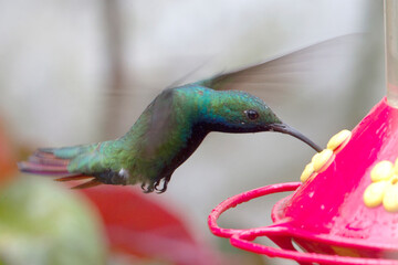 A male Black-throated Mango (Anthracothorax nigricollis) hummingbird drinking from a feeder, Bogota, Colombia.