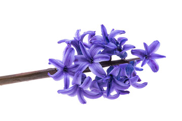 hyacinth flower