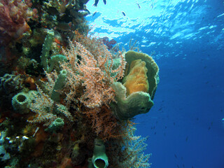 Anglerfisch in house 2