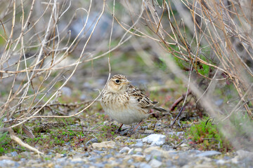 Feldlerche // Eurasian skylark (Alauda arvensis)