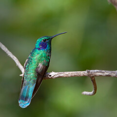 Green Violetear (Colibri thallasinus), hummingbird, Santa Marta, Colombia.