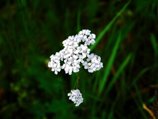 Weiße Blumen vor einer dunklen Kulisse.