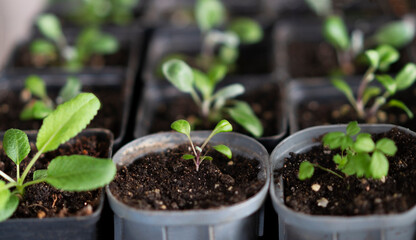 Flowerpot with fresh sprouts of flower. Young green seedling sprouts in seedling tray under window light. Close-up.
