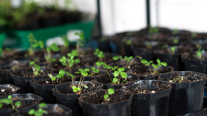 Young strawberries in seedling tray near the window. Flowerpots with fresh sprouts of berries. Selective focus.
