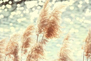 Dry feather grass on the background of the river with glare on the water. abstract background with selective focus