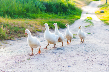 family of ducks go on the road in the village