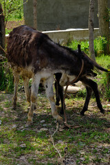 Donkey mother and young foal graze on the grass in the village
