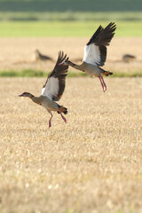 goos on flyed