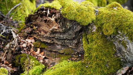 moss on the rocks