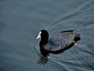 Perlhuhn schwimmt in der Spree.