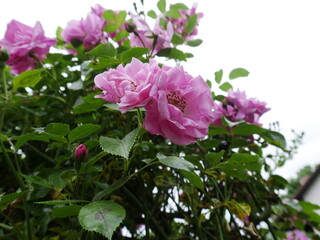 Rosen blühen.