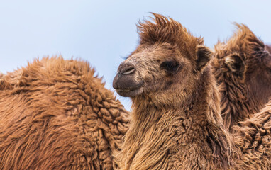 A herd of camels looking at the camera