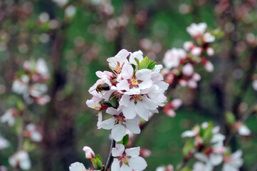 white-pink apricot flowers at the beginning of spring flowering