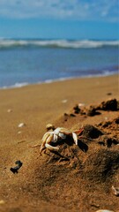 Ein toter Krebs liegt am Strand.