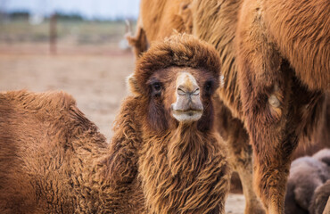 A herd of camels looking at the camera