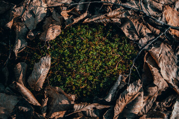 Green moss surrounded by old foliage, illuminated by the rays of the sun