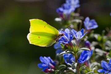 Male Common Brimstone butterfly feeding on blue flowers of Purple gromwell