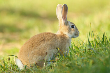 rabbit in the grass