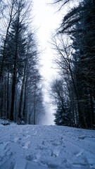 Winterliche Waldlandschaft.