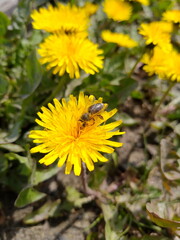 Löwenzahn mit pollenüberzogener Biene in Nahaufnahme
