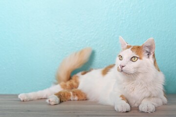 Cute tabby cat lying on the table and looking curious away. 