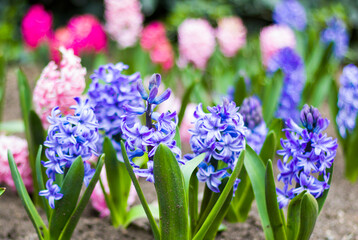 Spring flower, blue and purple hyacinth