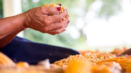 dry grains of corn in a hand women