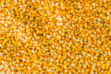 image of dry corn grains background