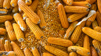 Fototapeta na wymiar image of dry corn grains background