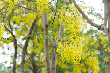 Ratchaphruek flower In the park