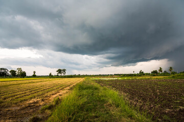 Fototapeta na wymiar rice fields with cloudy sky background