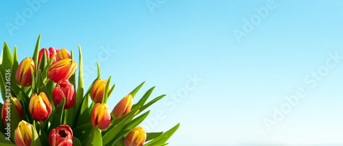 spring flowers. A bouquet of pink and yellow tulips on a blue sky background. Congratulations on women's Day, March 8, birthday, mother's Day. Holiday. Postcard. Copy space. Soft focus. banner.