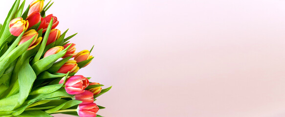 spring flowers. A bouquet of pink and yellow tulips on a pink background. Congratulations on women's Day, March 8, birthday, mother's Day. Holiday. Postcard. Copy space. Soft focus. banner.