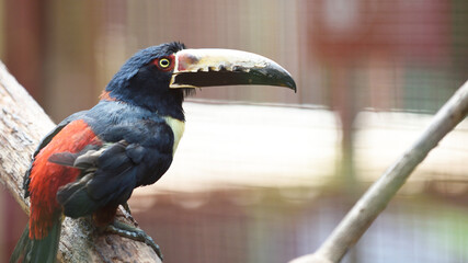 exotic birds wildlife