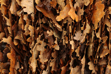 dry leaves
