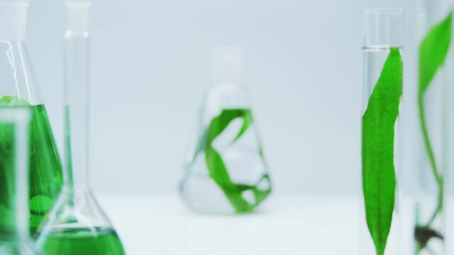 Laboratory flasks and test tubes with a clear liquid and live algae. Production of natural cosmetics from marine plants. Production of food supplements from algae. Flasks with sea plants.