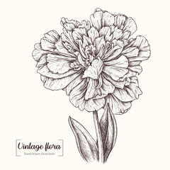 Tulip flower in graphic style. Vintage Botanical Flower. Highly detailed peony black ink sketch. For tattoo, greeting cards, decor, wedding invitations, prints, textile