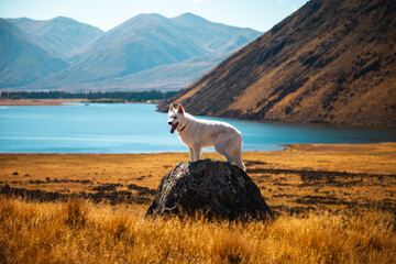 White Dog Swiss Shepherd Dog, a US-Canadian white shepherd dog in the mountains by a lake in New Zealand