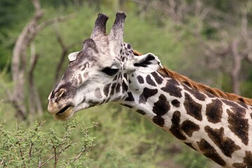 Masai Giraffe (Giraffa camelopardalis). Nyerere National Park. Tanzania. Africa.