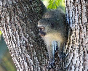 A vervet monkey isolated in a tree