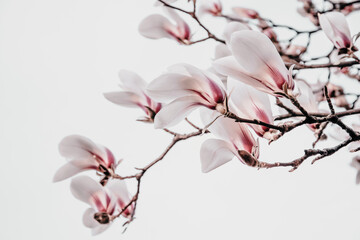 Magnolia x soulangiana (Saucer magnolia) blooming on early spring