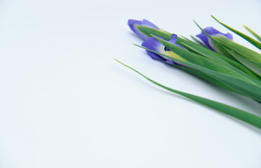 bouquet of purple irises on a white background