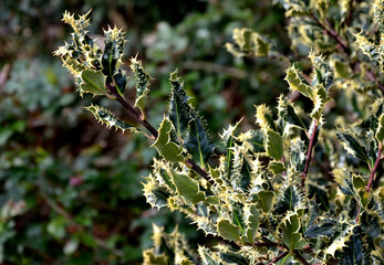 The variegated holly is a very striking decoration of every garden. Its sharply serrated leaves are...