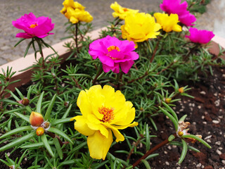 Colorful flowers of portulaca grandiflora growing in a flower bed.