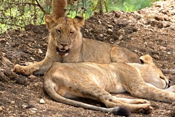 Lion (Panthera leo somaliensis). Nyerere National Park. Tanzania. Africa.