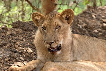 Obraz na płótnie Canvas Lion (Panthera leo somaliensis). Nyerere National Park. Tanzania. Africa.