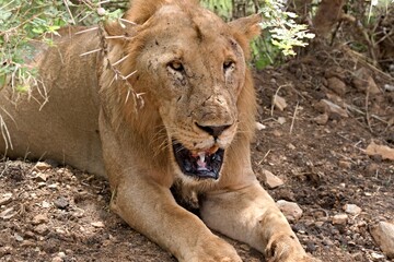 Lion (Panthera leo somaliensis). Nyerere National Park. Tanzania. Africa.