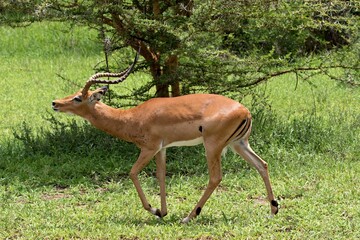 Impala (Aepyceros melampus). Nyerere National Park. Tanzania. Africa.