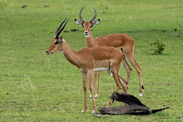 Impala (Aepyceros melampus). Nyerere National Park. Tanzania. Africa.