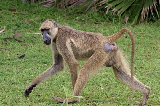 Yellow Baboon (Papio cynocephalus). Nyerere National Park. Tanzania. Africa.